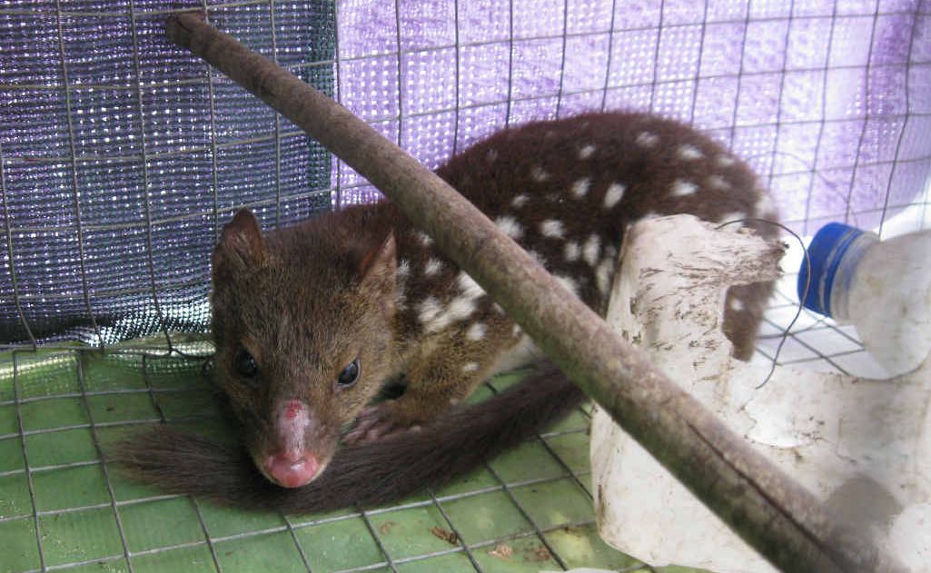 A tiger quoll caught in an Indian myna trap in South Grafton. A tiger quoll caught in an Indian myna trap in South Grafton.
