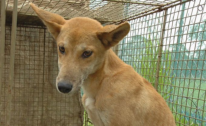 A malnourished dingo pup was delivered outside of the Fraser Coast TESS Wildlife Sanctuary. A malnourished dingo pup was delivered outside of the Fraser Coast TESS Wildlife Sanctuary.