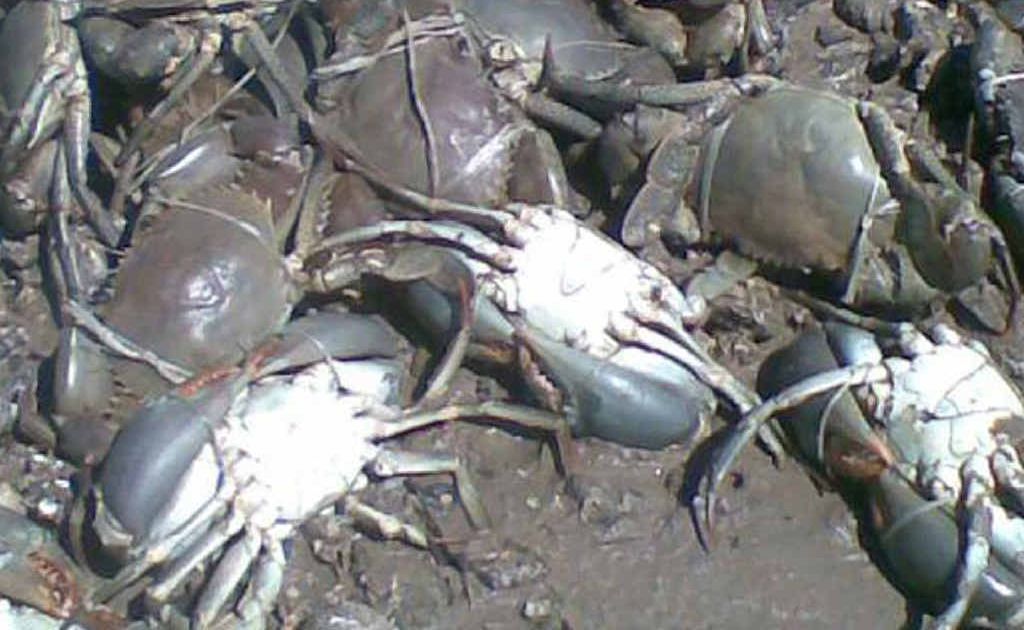 Rockhampton fishermen were shocked to find more than 20 tied mud crabs dead beside the Port Alma boat ramp. Rockhampton fishermen were shocked to find more than 20 tied mud crabs dead beside the Port Alma boat ramp.