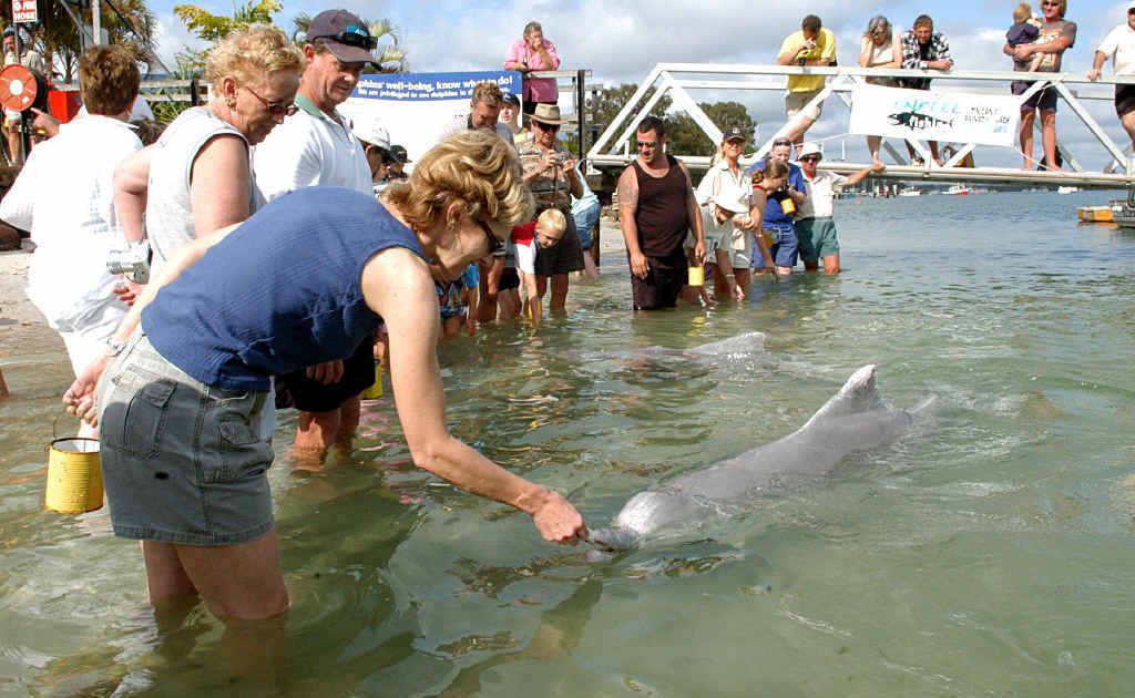 Tin Can Bay’s age-old dolphin-feeding institution is Tin Can Bay’s age-old dolphin-feeding institution is