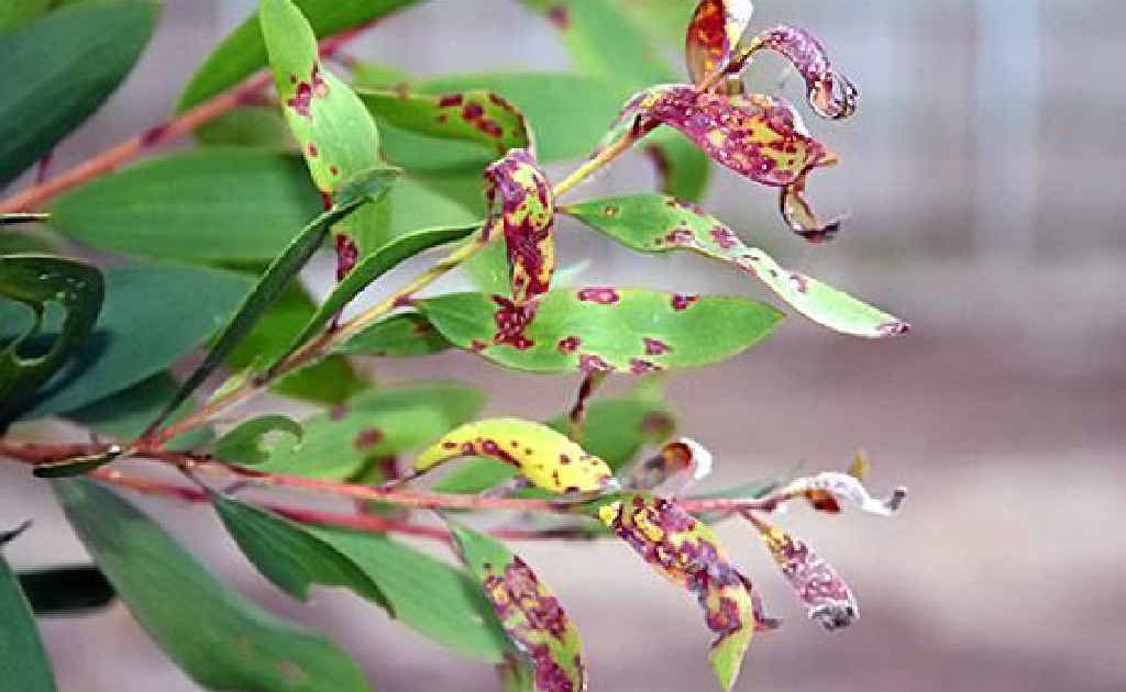 Myrtle Rust Melaleuca Quinquenervia Myrtle Rust Melaleuca Quinquenervia