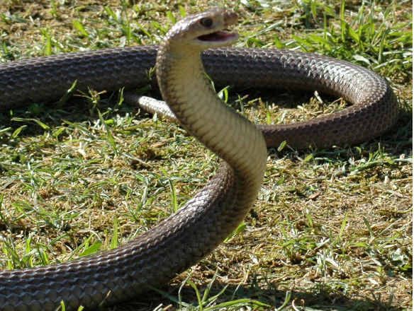 A brown snake. Just back away from these blighters. A brown snake. Just back away from these blighters.