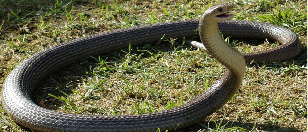 A NSW girl has died following a brown snake bite A NSW girl has died following a brown snake bite