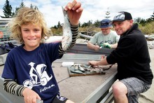 Conor White, 10, shows off a bait-fish he caught at Tolaga Bay while his dad, Mike (right) and Geoff Meade prepare a longline.
Conor White, 10, shows off a bait-fish he caught at Tolaga Bay while his dad, Mike (right) and Geoff Meade prepare a longline.