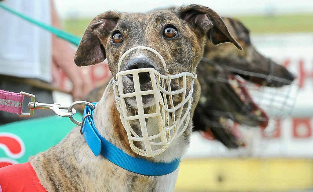 Hang Ten Trick won the Matt & Ruth Matic Novice over 460m at Thabeban Park at the weekend. Hang Ten Trick won the Matt & Ruth Matic Novice over 460m at Thabeban Park at the weekend.