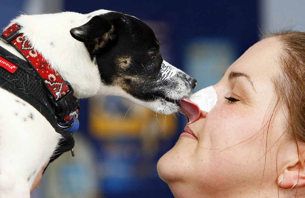 Indi the Miniature Fox Terrier investigates the high protection sunscreen on vet nurse Kate Harewood’s nose. High protection sunscreens are available for animals. Indi the Miniature Fox Terrier investigates the high protection sunscreen on vet nurse Kate Harewood’s nose. High protection sunscreens are available for animals.
