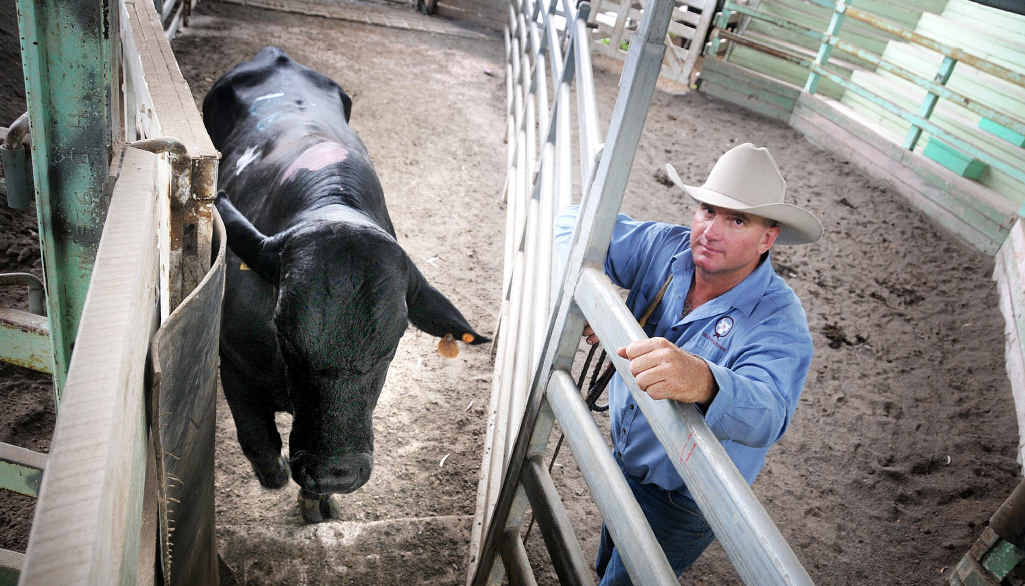Chris Dale of Sullivan Livestock puts another bullock up the race at the first cattle sale of the year at the Gympie Saleyards. Chris Dale of Sullivan Livestock puts another bullock up the race at the first cattle sale of the year at the Gympie Saleyards.