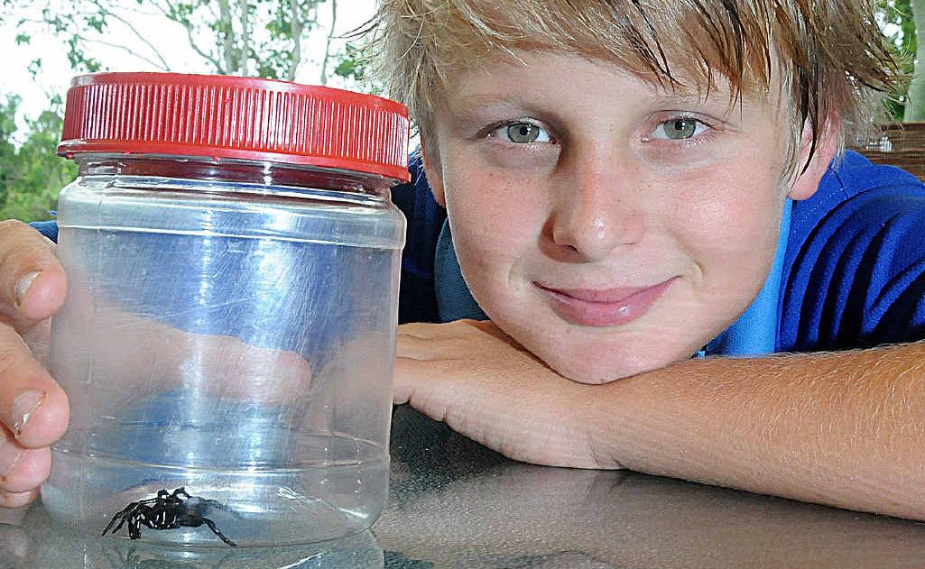 Jarred Hulme checks out the eastern mouse spider that his grandparents found in their Calico Ck house. Jarred Hulme checks out the eastern mouse spider that his grandparents found in their Calico Ck house.
