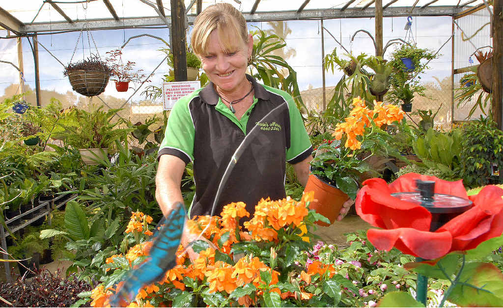 Annie Norrish, of Annie’s Nursery, says it’s a good time to get into the garden to look after plants like this one, which is called a firecracker. Annie Norrish, of Annie’s Nursery, says it’s a good time to get into the garden to look after plants like this one, which is called a firecracker.