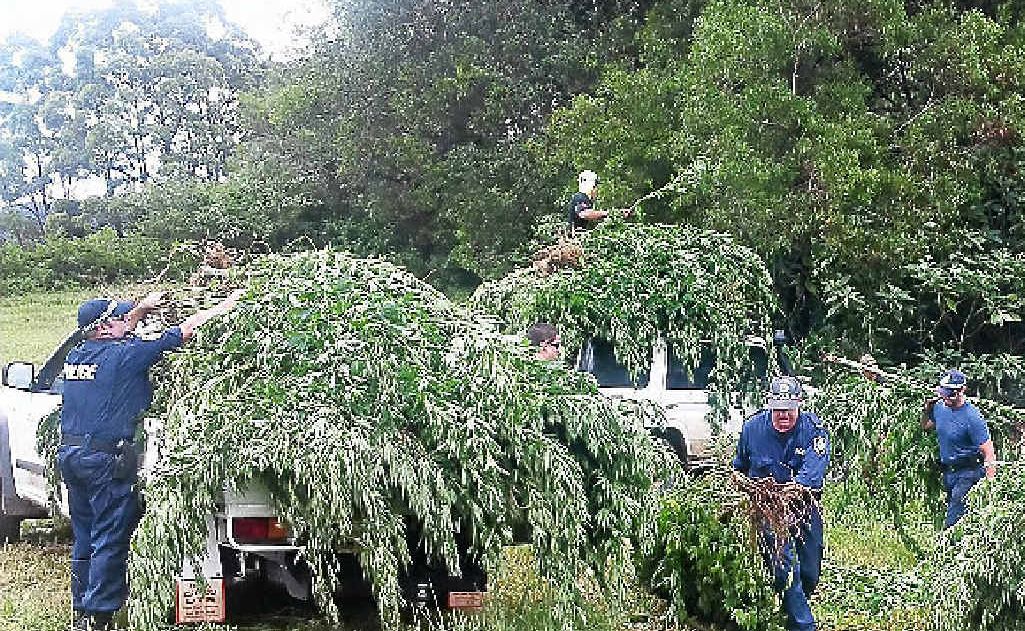 More than $3 million worth of cannabis was seized. More than $3 million worth of cannabis was seized.