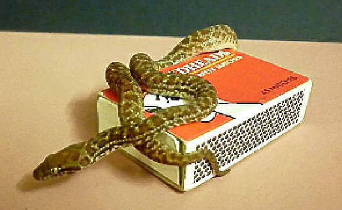 A person who stole Titch the python from Snakes Downunder yesterday was quickly caught after leaving a phone at the scene and posting a photo of the snake on Facebook. A person who stole Titch the python from Snakes Downunder yesterday was quickly caught after leaving a phone at the scene and posting a photo of the snake on Facebook.