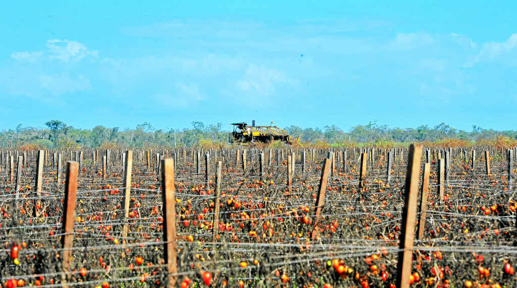Tomatoes die on the vine at an SP Exports property on Goodwood Rd, where neighbours say harvesting machinery has sat idle for weeks. Tomatoes die on the vine at an SP Exports property on Goodwood Rd, where neighbours say harvesting machinery has sat idle for weeks.