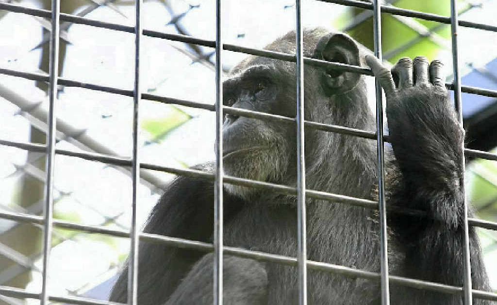 Meet the new chimpanzee at Rockhampton Zoo, Holly. Meet the new chimpanzee at Rockhampton Zoo, Holly.