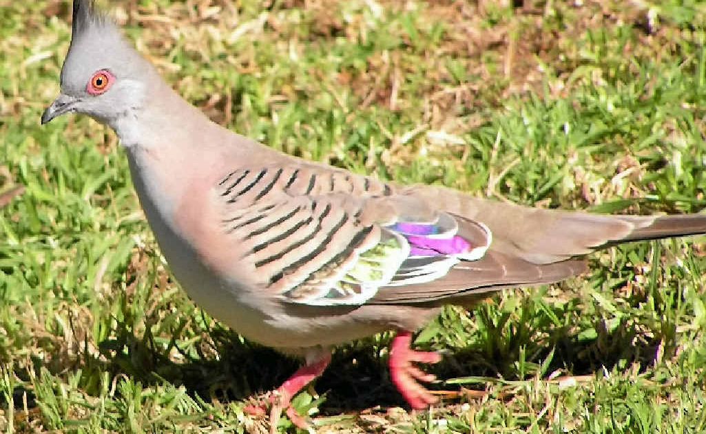 Going coocoo over pigeons Observer