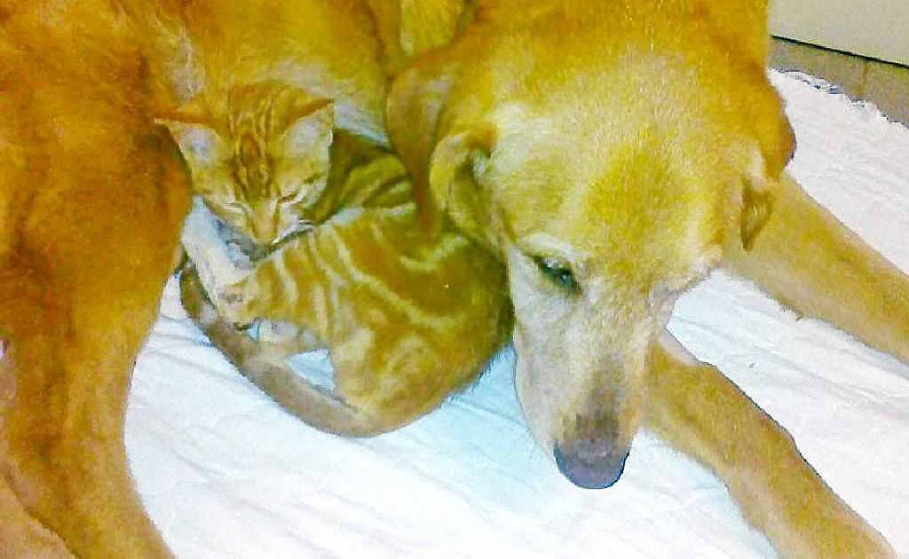 Alvin the 14-week-old kitten snuggles up to 14-year-old Charlotte the dog at the Ballina veterinary hospital. Alvin the 14-week-old kitten snuggles up to 14-year-old Charlotte the dog at the Ballina veterinary hospital.