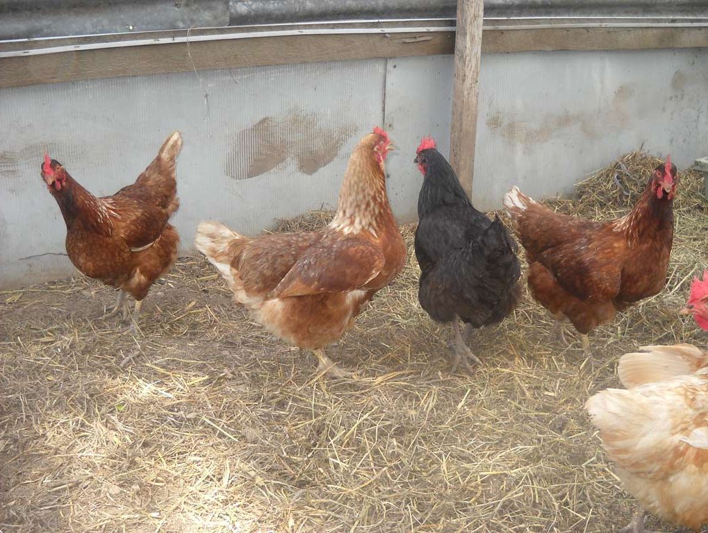 Chickens. Chickens.