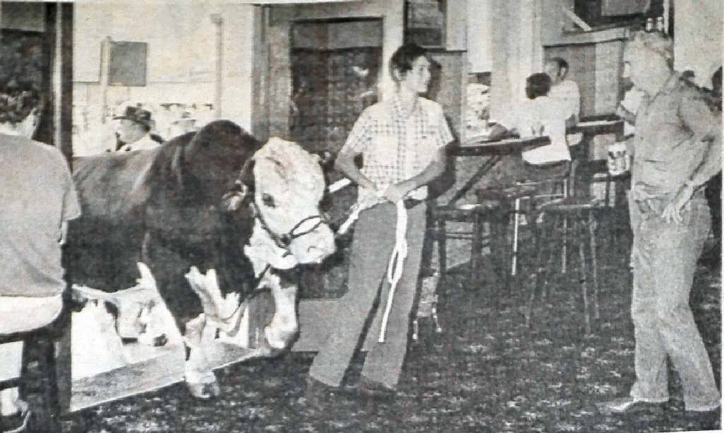 A young lad takes a bull into the bar of the Commercial Hotel during the inaugural Beef Week in 1982. A young lad takes a bull into the bar of the Commercial Hotel during the inaugural Beef Week in 1982.