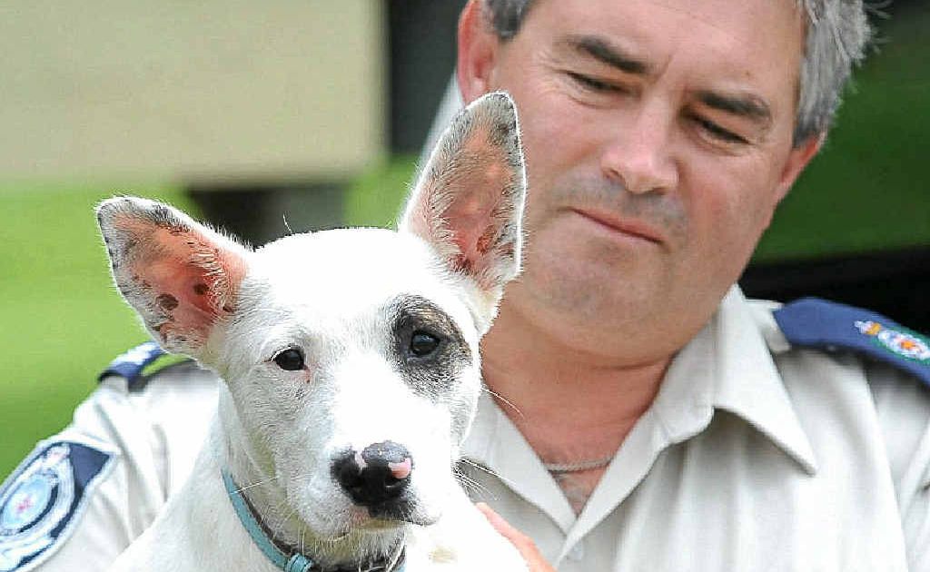 RSPCA regional inspector Alistair Hills and the puppy Roxy. RSPCA regional inspector Alistair Hills and the puppy Roxy.