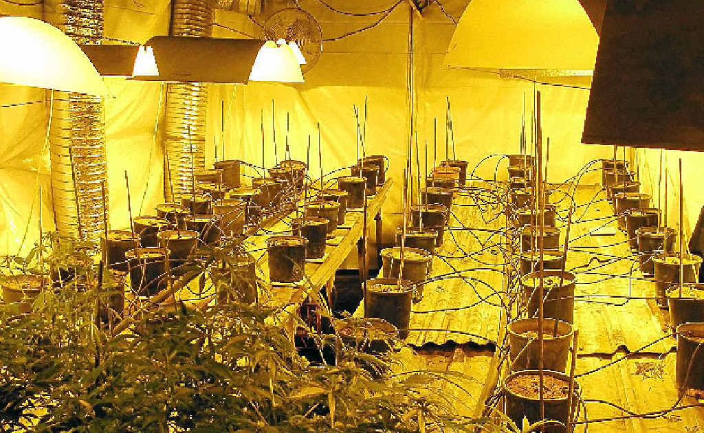 One of the cannabis plantations found by police during a raid on the defendant’s Pimlico Road, Wardell property on June 15 2011 One of the cannabis plantations found by police during a raid on the defendant’s Pimlico Road, Wardell property on June 15 2011