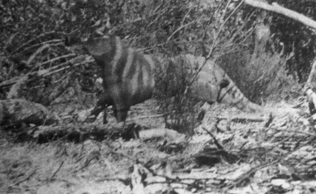 Ms. Rilla Martins 1964 photo of the Ozenkadnook Tiger. She was driving back to Melbourne after visiting her cousin in western Victoria and had stopped on the roadside to admire the scenery when this animal walked past her window. She grabbed her Brownie box camera and took its photo. Ms. Rilla Martins 1964 photo of the Ozenkadnook Tiger. She was driving back to Melbourne after visiting her cousin in western Victoria and had stopped on the roadside to admire the scenery when this animal walked past her window. She grabbed her Brownie box camera and took its photo.
