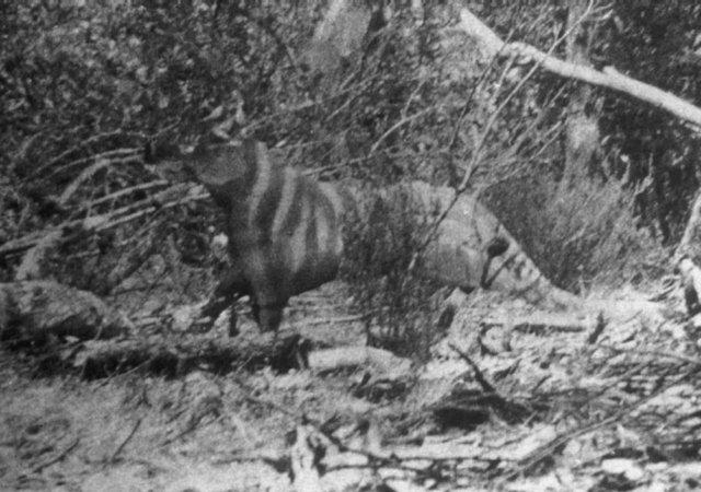 Ms. Rilla Martins 1964 photo of the Ozenkadnook Tiger. She was driving back to Melbourne after visiting her cousin in western Victoria and had stopped on the roadside to admire the scenery when this animal walked past her window. She grabbed her Brownie box camera and took its photo. Ms. Rilla Martins 1964 photo of the Ozenkadnook Tiger. She was driving back to Melbourne after visiting her cousin in western Victoria and had stopped on the roadside to admire the scenery when this animal walked past her window. She grabbed her Brownie box camera and took its photo.
