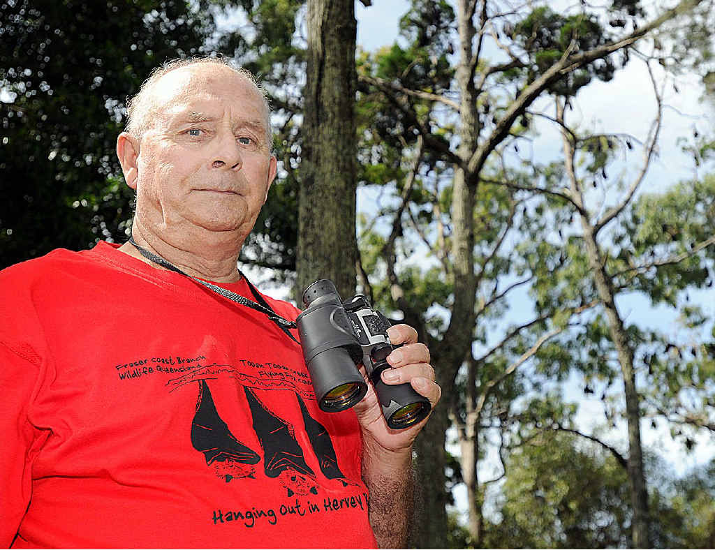Hervey Bay Environmentalist John Parsons keeps an eye on the flying foxes. Hervey Bay Environmentalist John Parsons keeps an eye on the flying foxes.