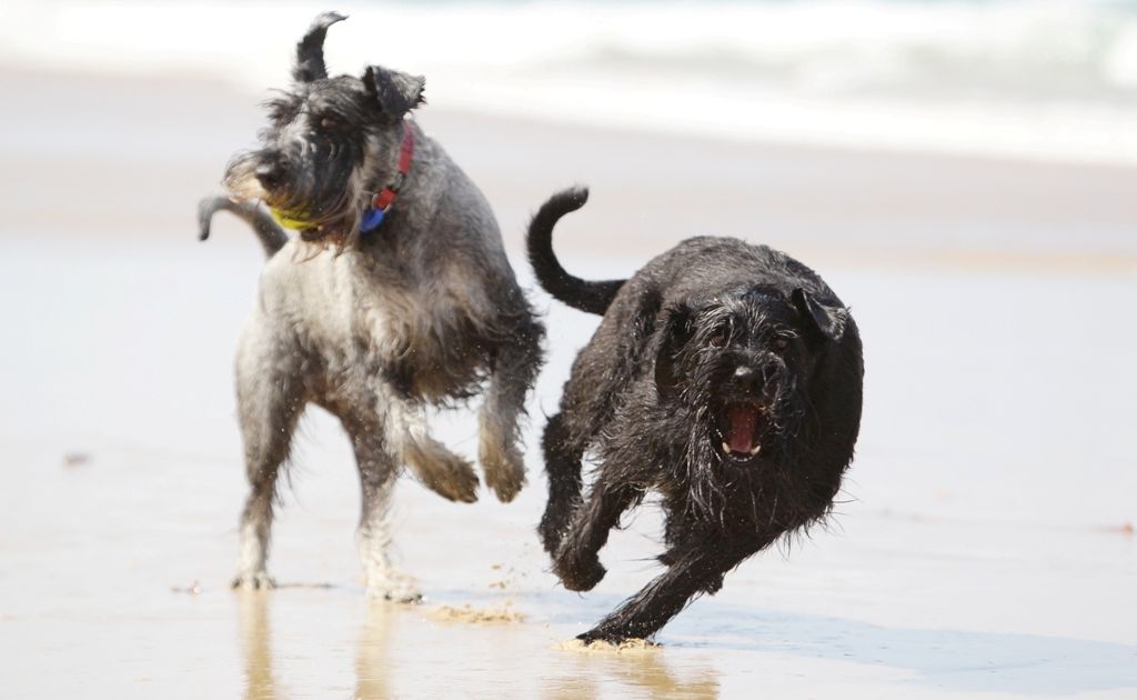 Dogs without leashes roam free on beaches. Dogs without leashes roam free on beaches.