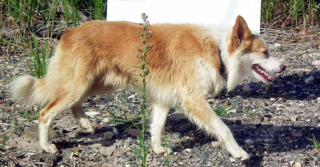 Mango, the most elusive dog on the Fraser Coast Mango, the most elusive dog on the Fraser Coast