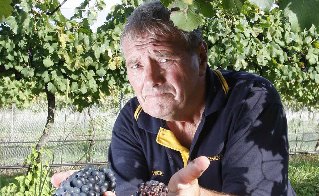 Harrisville’s Normanby Wines owner Mick Hall with some of the grapes damaged by wet weather. Harrisville’s Normanby Wines owner Mick Hall with some of the grapes damaged by wet weather.