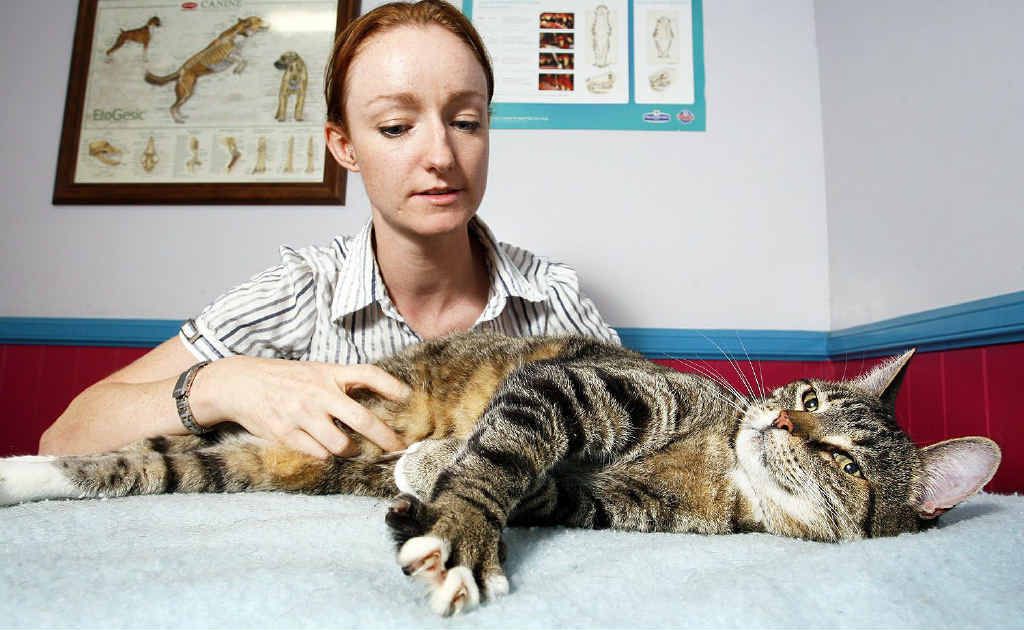 Animal Welfare League manager Aisling O’Brien with Murphy the cat, who has gone from 9kg to 6.5kg. Animal Welfare League manager Aisling O’Brien with Murphy the cat, who has gone from 9kg to 6.5kg.