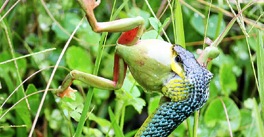 Eirinn Noy snapped these photos of a snake devouring a green tree frog on her parents’ property at Peachester. Eirinn Noy snapped these photos of a snake devouring a green tree frog on her parents’ property at Peachester.