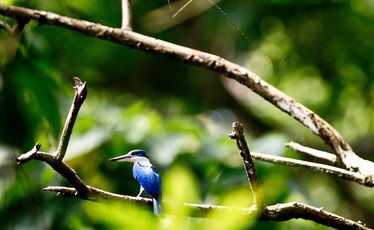 The habitat of the collared kingfisher is under threat as vast swathes of rainforest are destroyed. The habitat of the collared kingfisher is under threat as vast swathes of rainforest are destroyed.