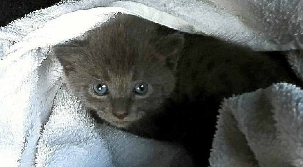 Toogie is receiving loving care after its siblings were killed near Toogoom. Toogie is receiving loving care after its siblings were killed near Toogoom.