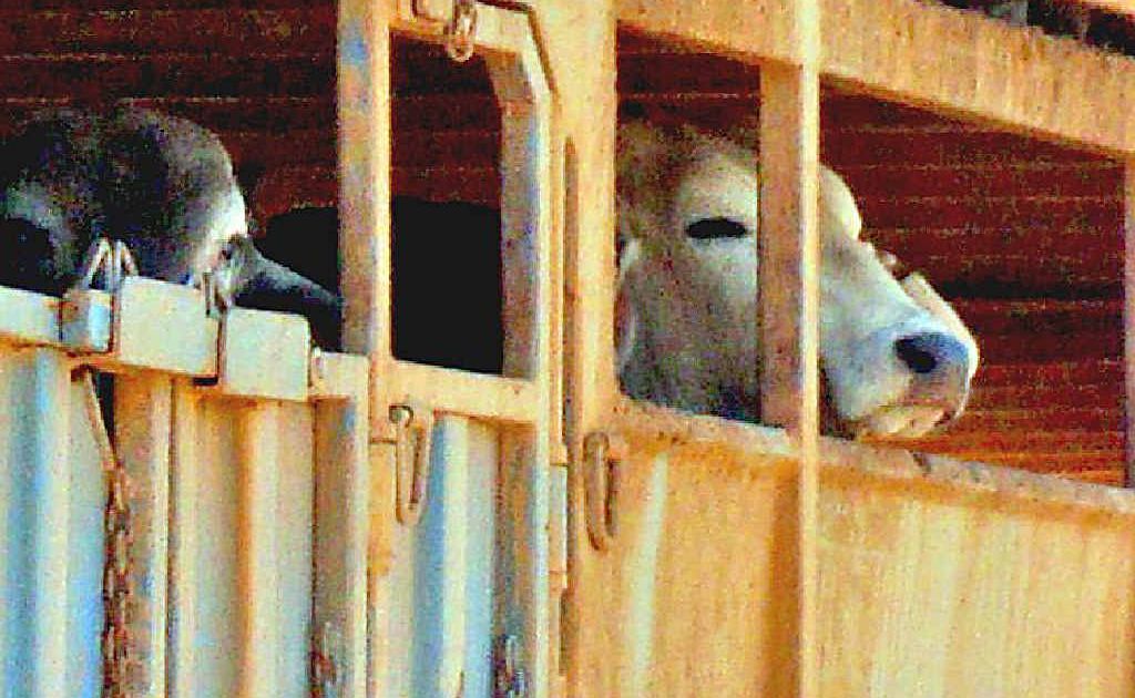 Economic and ethicist Professor Steve Garlick said the first goals of the Animal Justice Party once in the Senate was to have the live export trade banned, then begin cracking down on any Australian abattoirs treating animals inhumanely. Economic and ethicist Professor Steve Garlick said the first goals of the Animal Justice Party once in the Senate was to have the live export trade banned, then begin cracking down on any Australian abattoirs treating animals inhumanely.