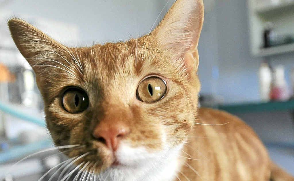 Alvin has found a home at Ballina’s Racecourse Road Veterinary Hospital as he recovers from terrible injuries. Alvin has found a home at Ballina’s Racecourse Road Veterinary Hospital as he recovers from terrible injuries.