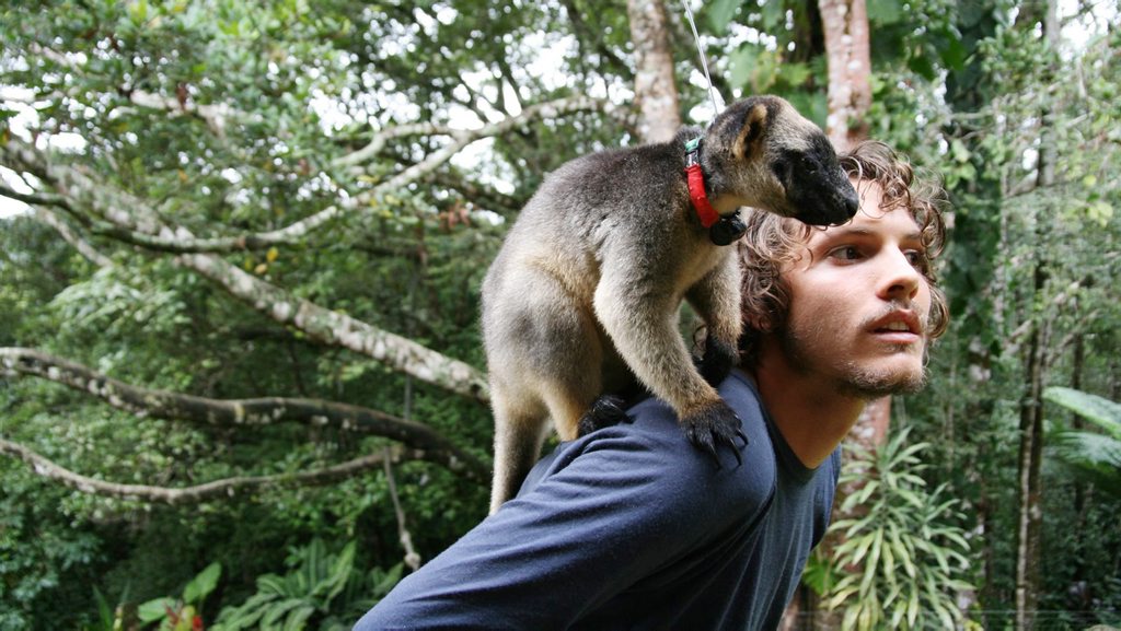 Paul Daley with a tree kangaroo in Northern Queensland. Paul Daley with a tree kangaroo in Northern Queensland.