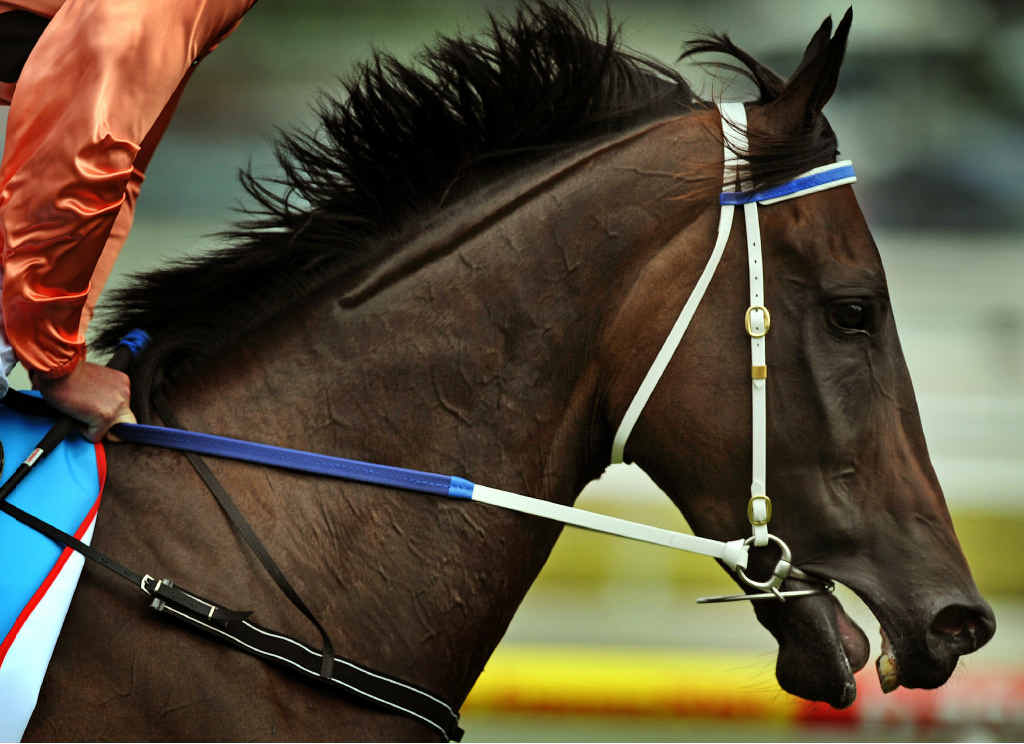 Racehorse Black Caviar still has a way to go to equal country racehorse legend Picnic in the Park. Racehorse Black Caviar still has a way to go to equal country racehorse legend Picnic in the Park.