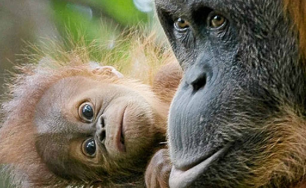 Rainforest Rescue chief executive officer Kelvin Davies said the orangutan population on Sumatra had dwindled to only 6624. Rainforest Rescue chief executive officer Kelvin Davies said the orangutan population on Sumatra had dwindled to only 6624.