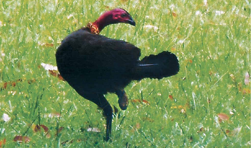 In 2014 it was reported that brush turkey numbers in Brisbane had increased by 700% in the past 20 years and that NSW could expect a similar invasion. In 2014 it was reported that brush turkey numbers in Brisbane had increased by 700% in the past 20 years and that NSW could expect a similar invasion.
