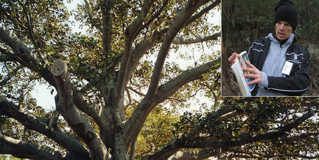 A huge Moreton Bay fig tree at The Golden Door Retreat. Nature walk guide David Ball (inset) points out some of the local birds in his guidebook.
A huge Moreton Bay fig tree at The Golden Door Retreat. Nature walk guide David Ball (inset) points out some of the local birds in his guidebook.