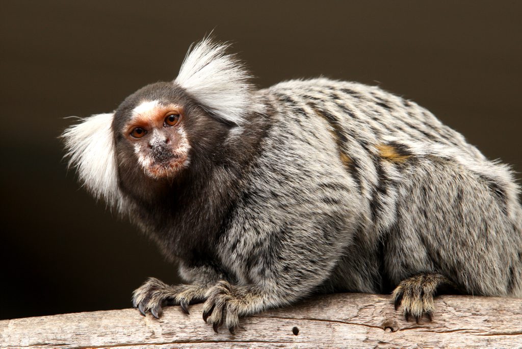 Fury as public housing tenants compared to monkeys | Caboolture ... - Caboolture News