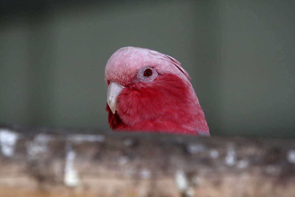 Learn a bird call Learn a bird call