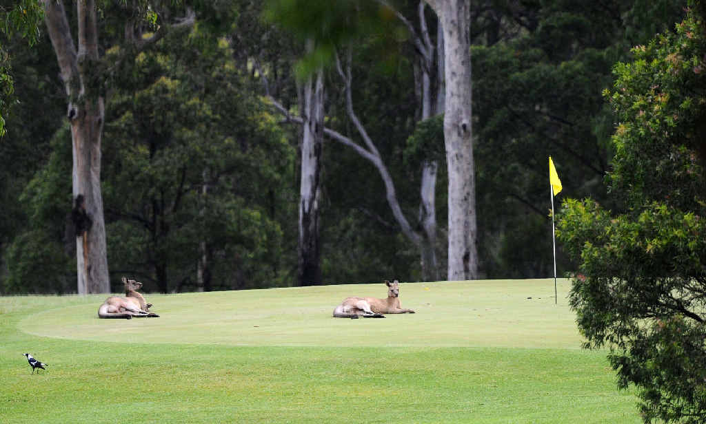 Kangaroos lounge on the greens at the Grafton Golf Club in South Grafton. Kangaroos lounge on the greens at the Grafton Golf Club in South Grafton.