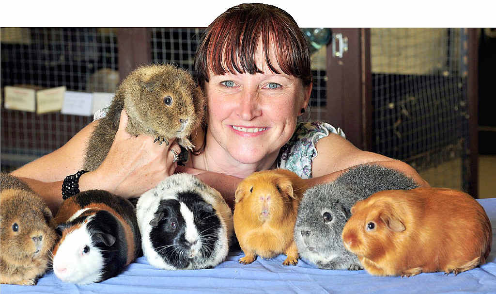 Melanie Barnes, of Cooran, with some of her beloved guinea pigs ... they don’t bite and they don’t smell. Melanie Barnes, of Cooran, with some of her beloved guinea pigs ... they don’t bite and they don’t smell.