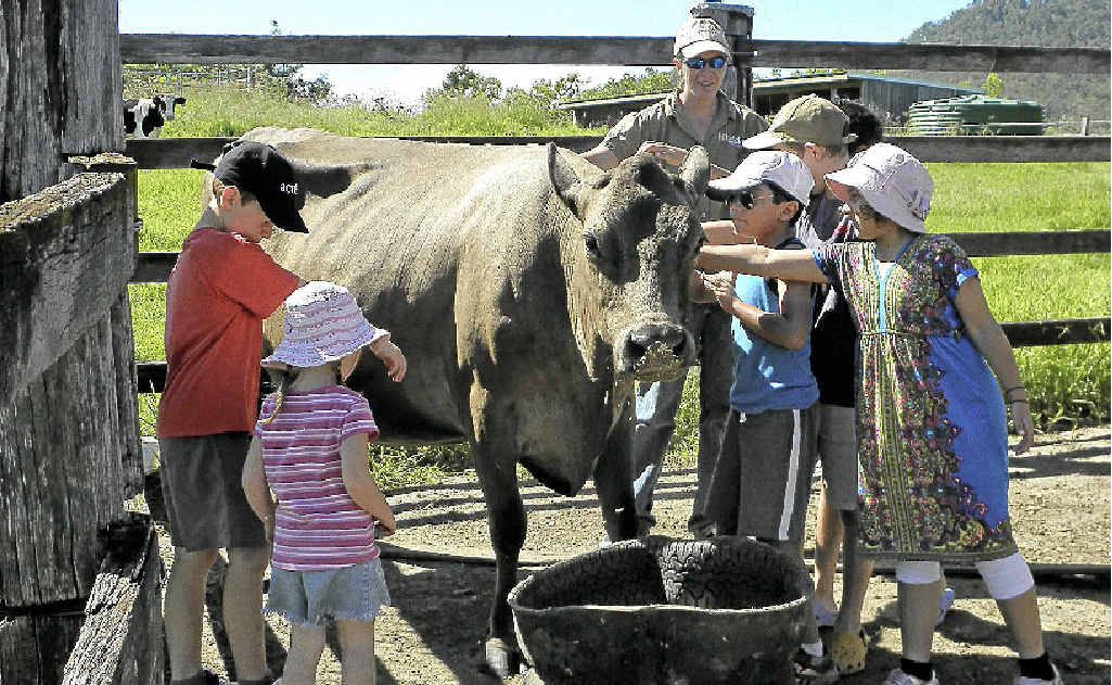 RURAL EXPERIENCE: Children get a taste of what farming life offers at Lillydale Farmstay in the Gold Coast hinterland. RURAL EXPERIENCE: Children get a taste of what farming life offers at Lillydale Farmstay in the Gold Coast hinterland.