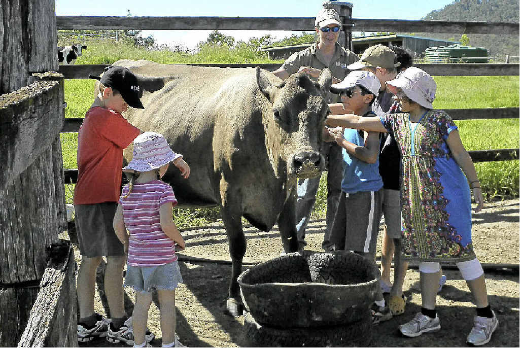 RURAL EXPERIENCE: Children get a taste of what farming life offers at Lillydale Farmstay in the Gold Coast hinterland. RURAL EXPERIENCE: Children get a taste of what farming life offers at Lillydale Farmstay in the Gold Coast hinterland.