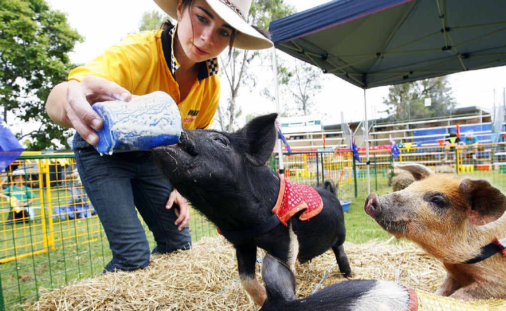 Shaunena Duffy feeds a piglet some milk ahead of the pig racing at the annual Peak Pig Races and Music Muster. Shaunena Duffy feeds a piglet some milk ahead of the pig racing at the annual Peak Pig Races and Music Muster.