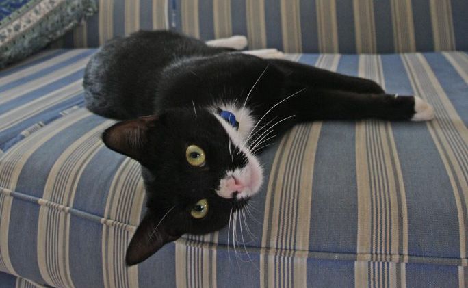 Patrick's cat Seth has returned, 2 months after he disappeared. Photo: Kari Bourne / Sunshine Coast Daily Patrick's cat Seth has returned, 2 months after he disappeared. Photo: Kari Bourne / Sunshine Coast Daily