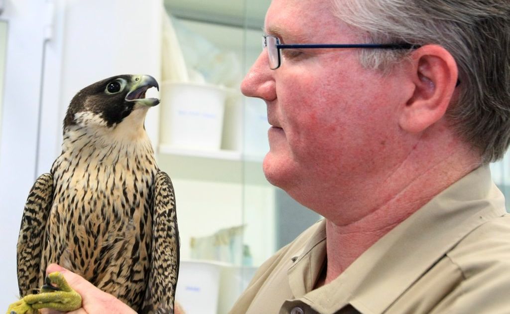 Currumbin Wildlife Hospital head vet Michael Pyne with Bundy the recovering Perigan Falcon. Currumbin Wildlife Hospital head vet Michael Pyne with Bundy the recovering Perigan Falcon.