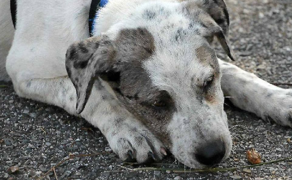 The Friends of RSPCA would love to save every animal in Gladstone, but it was physically not possible The Friends of RSPCA would love to save every animal in Gladstone, but it was physically not possible